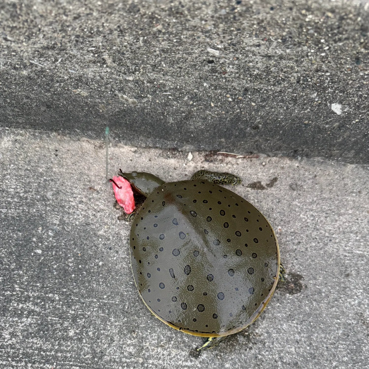 The most recent Smooth softshell turtle catches on Fishbrain