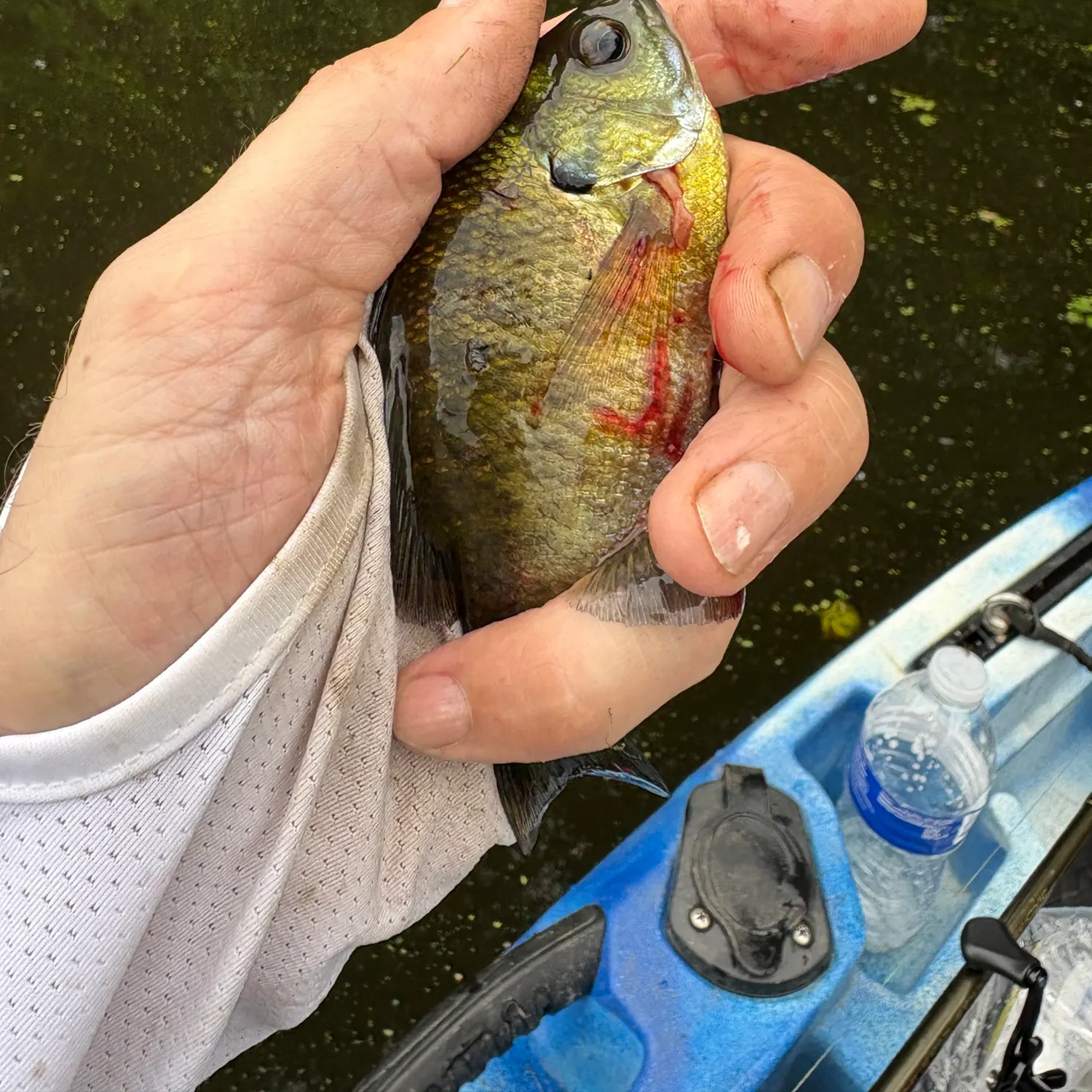 Bluegill caught on Fishbrain