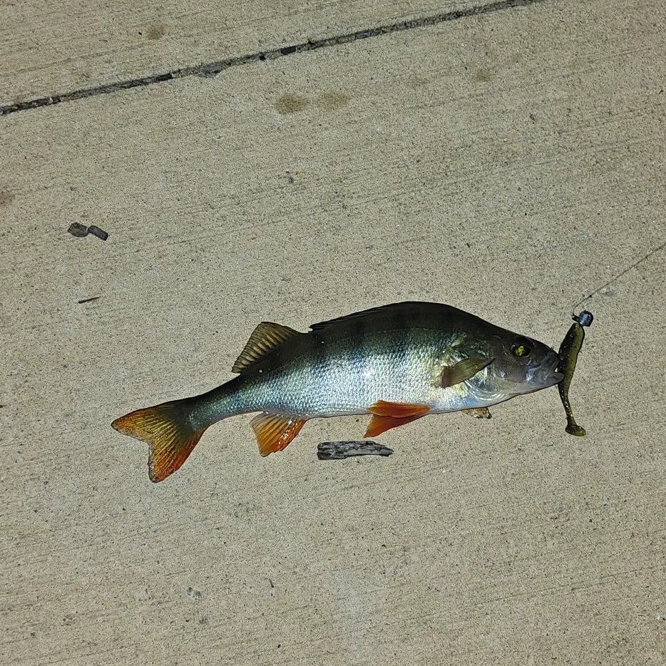 European perch caught on Fishbrain
