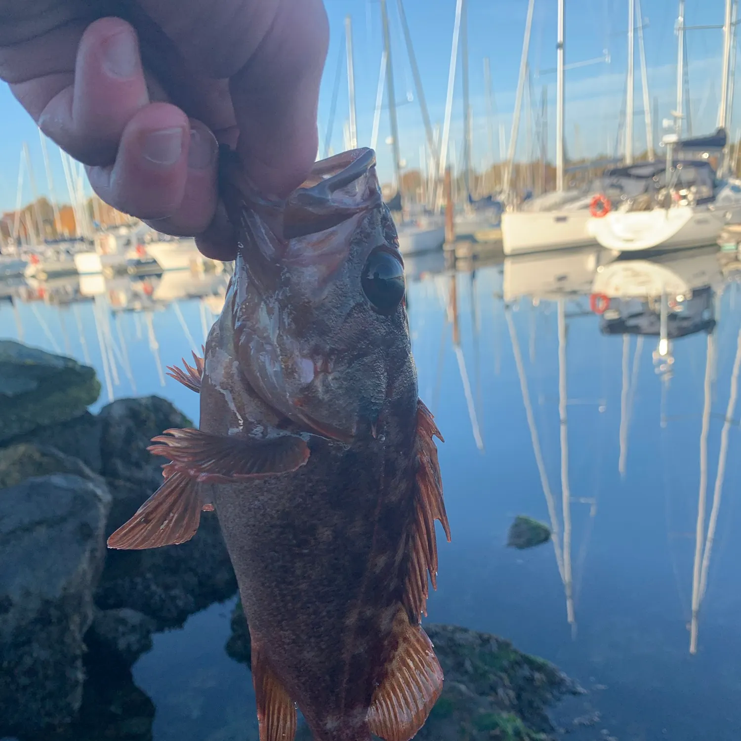 Copper rockfish caught on Fishbrain