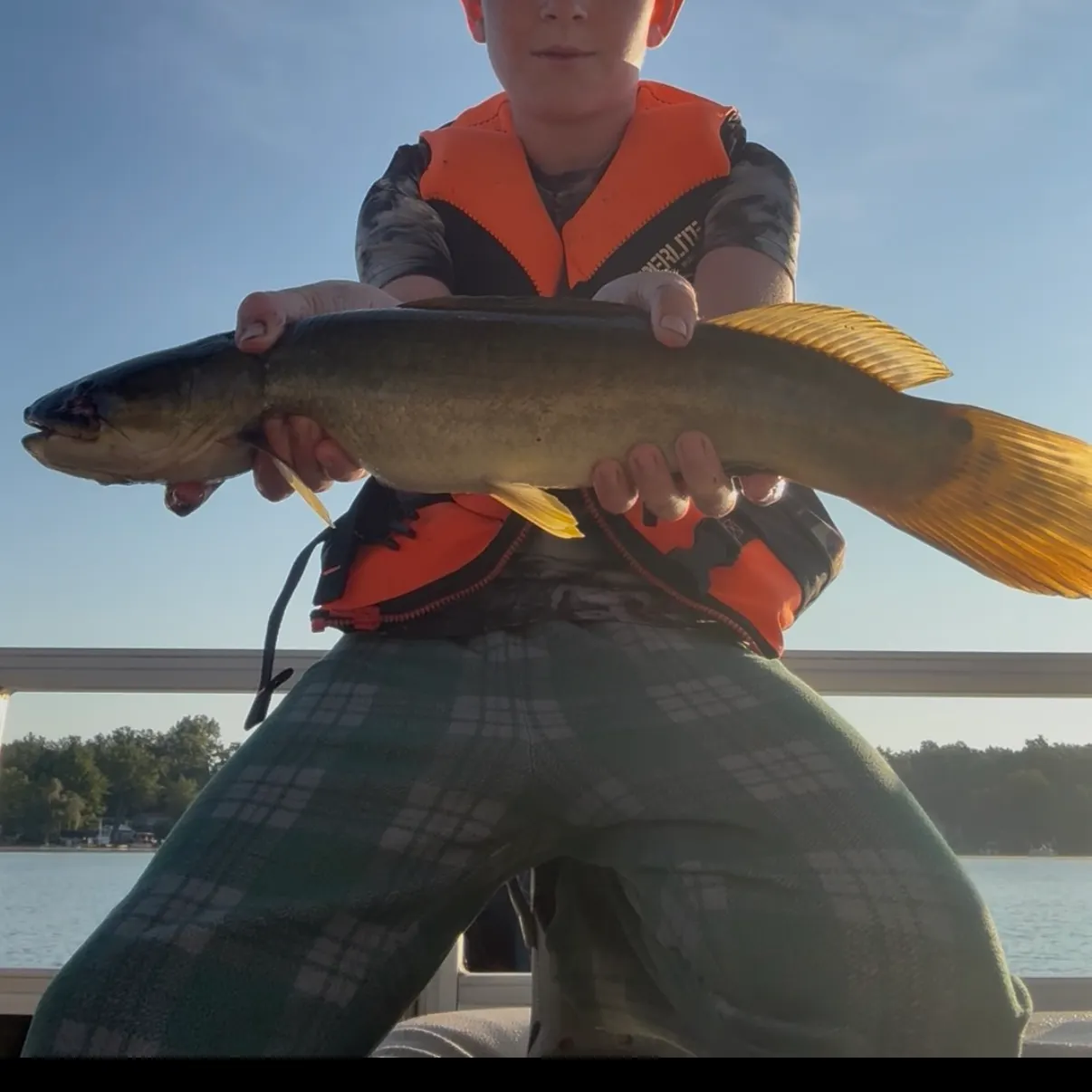 Eyetail bowfin caught on Fishbrain