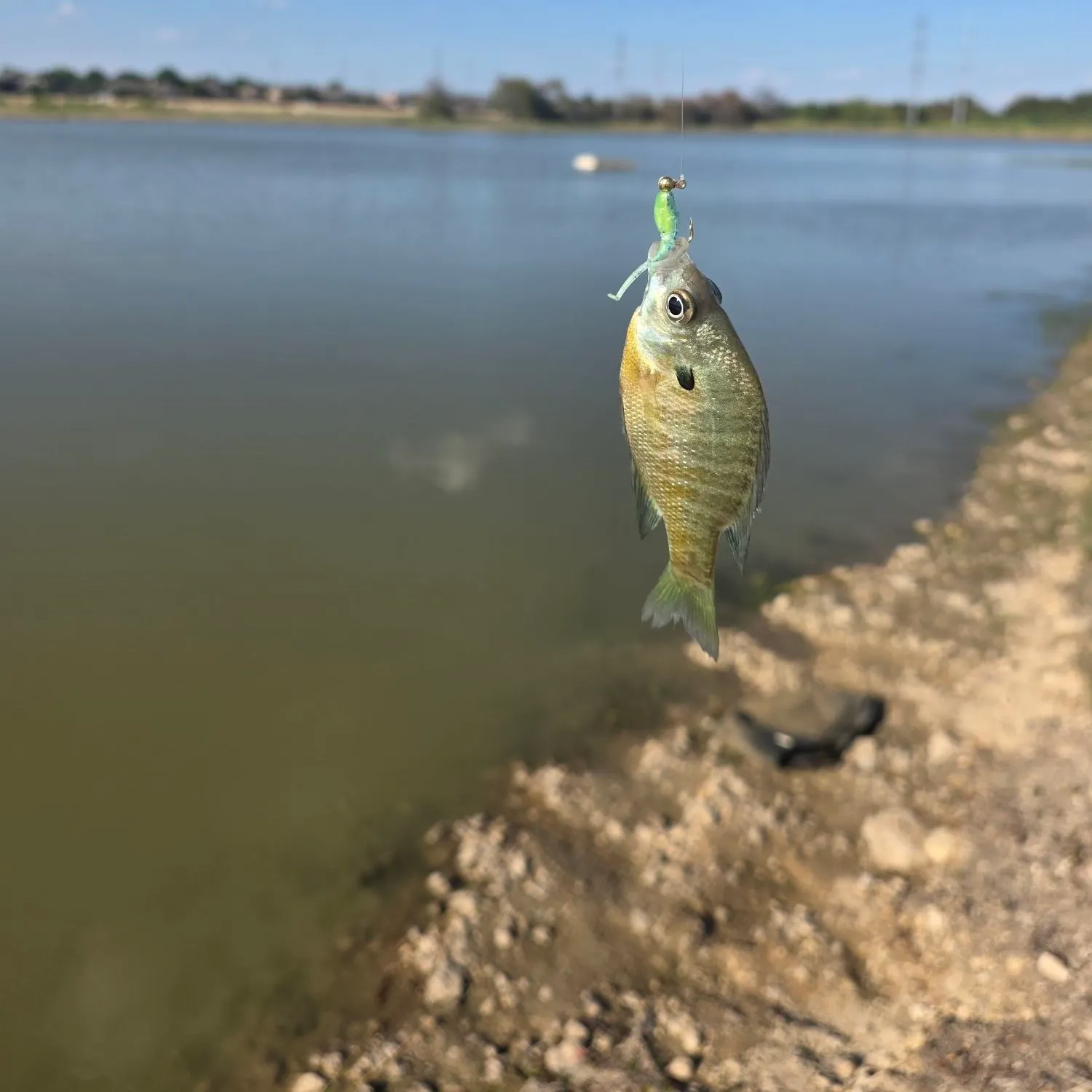 Bluegill caught on Fishbrain