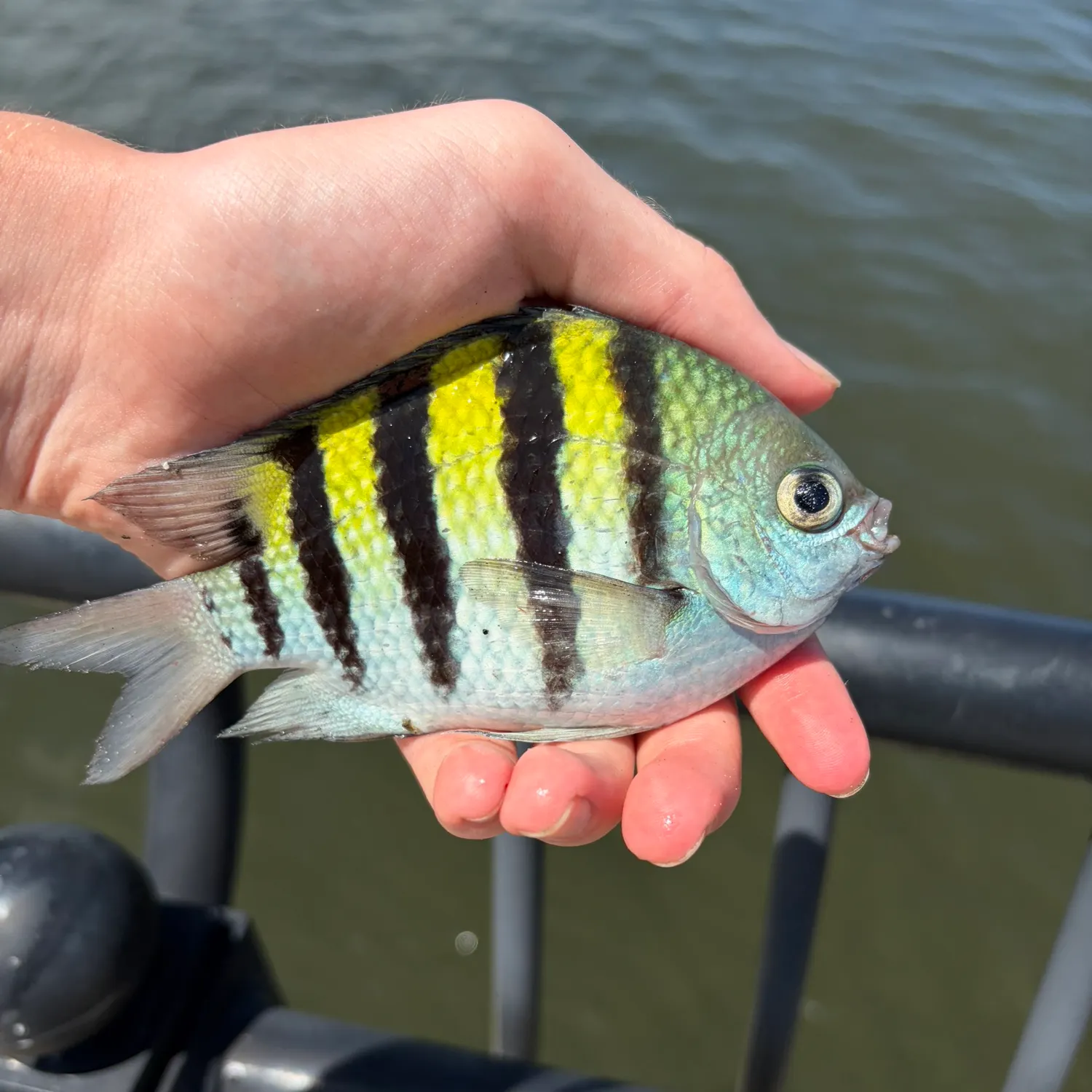 The most recent Sergeant-major catches on Fishbrain