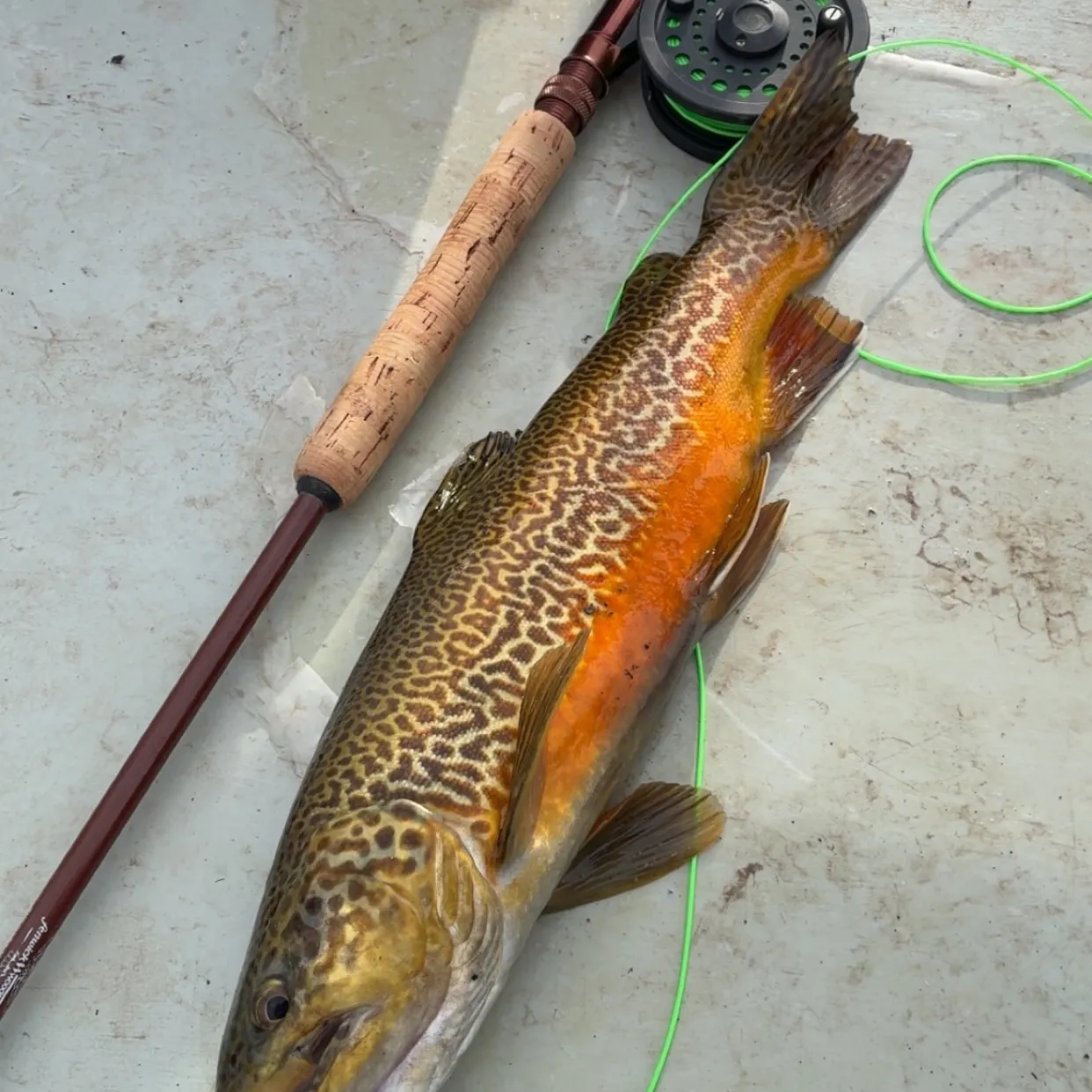 Tiger trout caught on Fishbrain