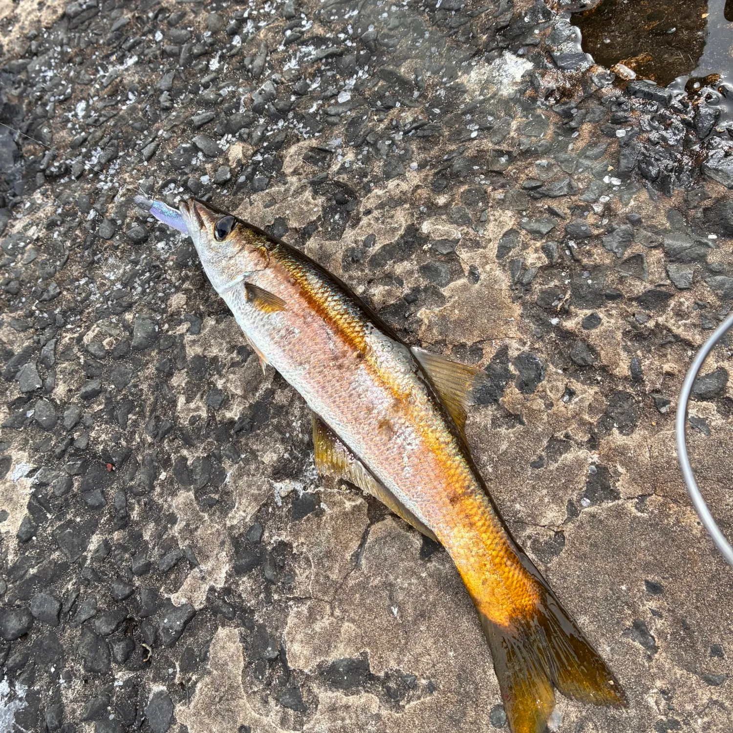The most recent Longfin pike catches on Fishbrain