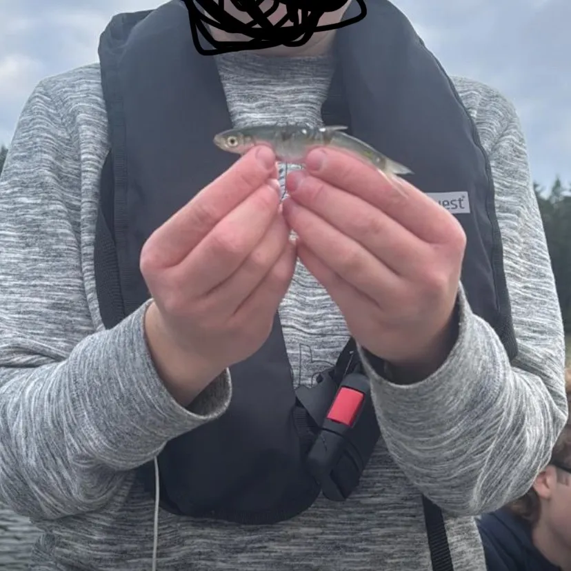Atlantic herring caught on Fishbrain