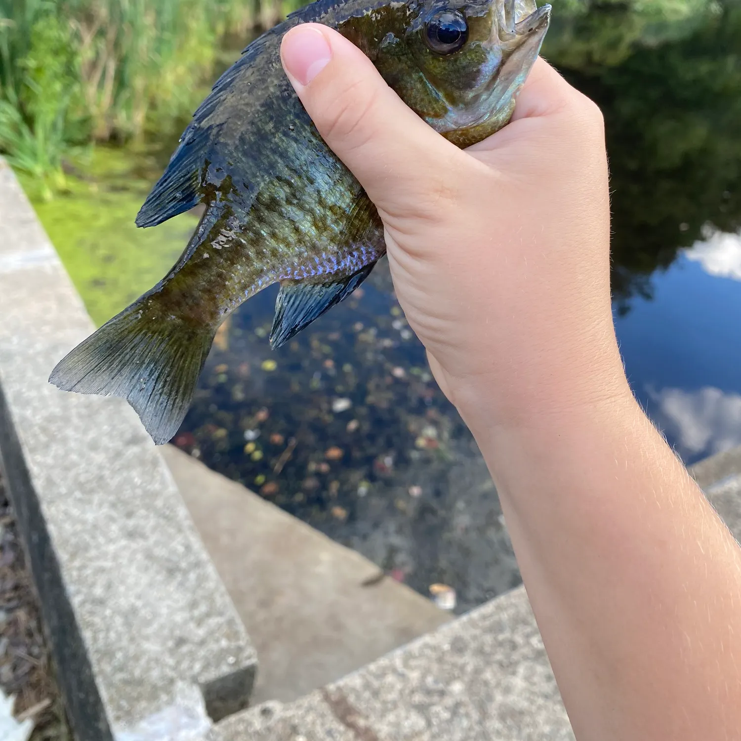 Bluegill caught on Fishbrain