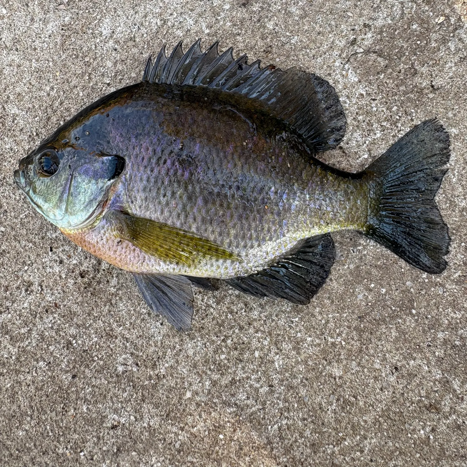 Bluegill caught on Fishbrain