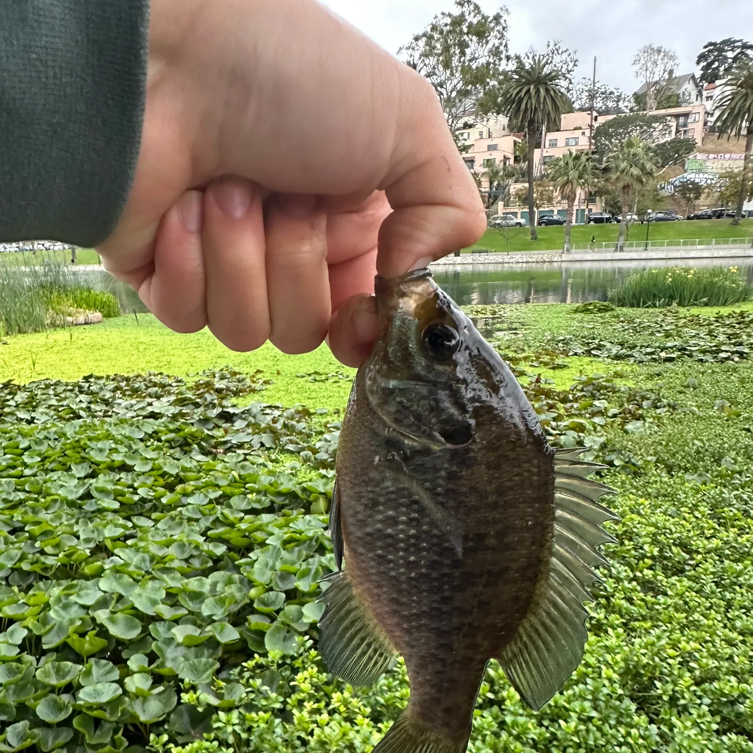 catch