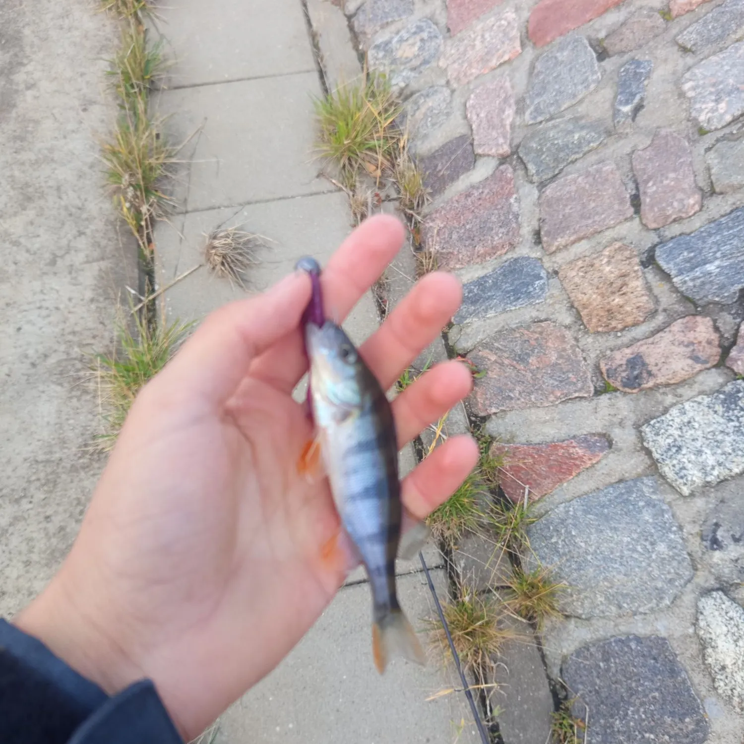 European perch caught on Fishbrain