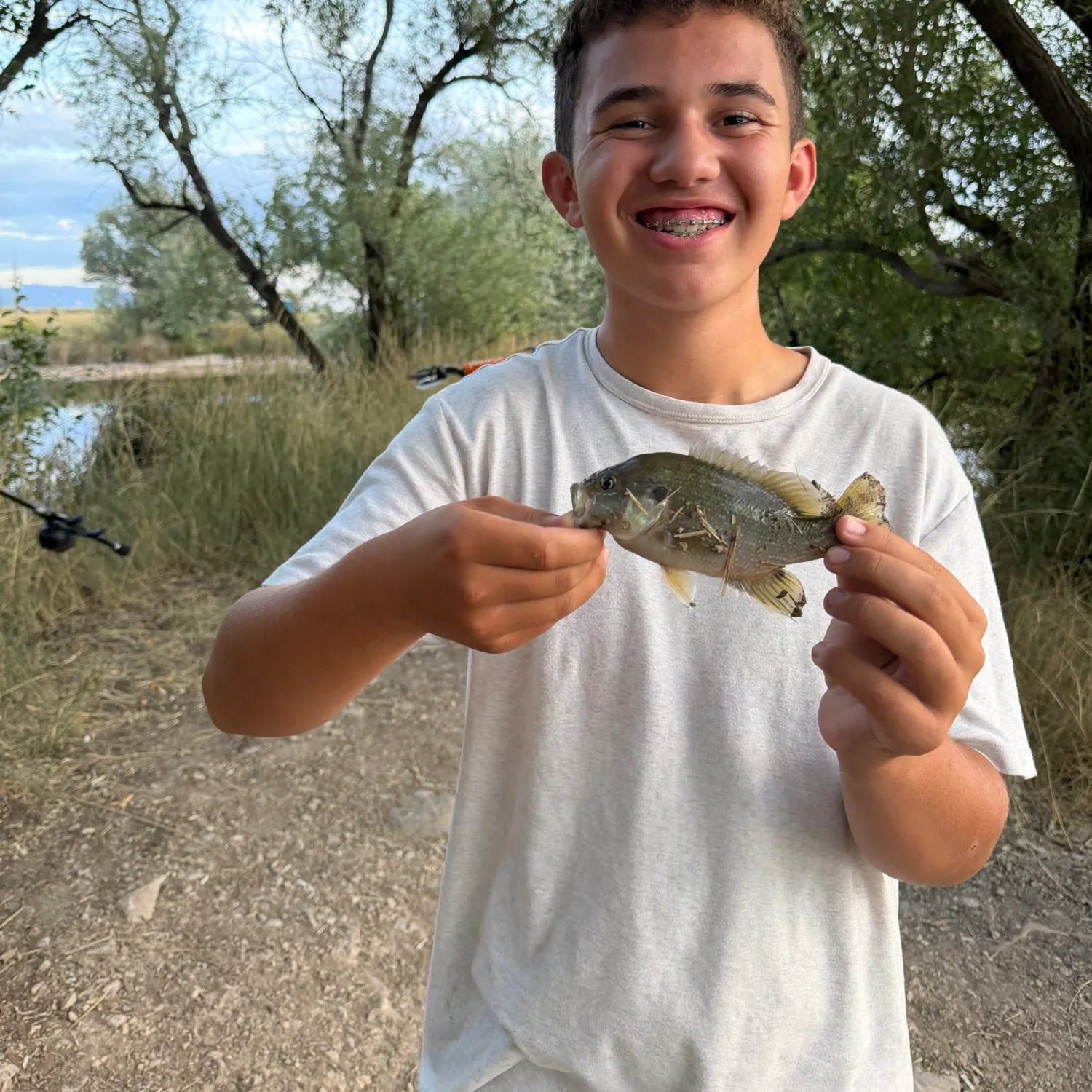 Green sunfish caught on Fishbrain