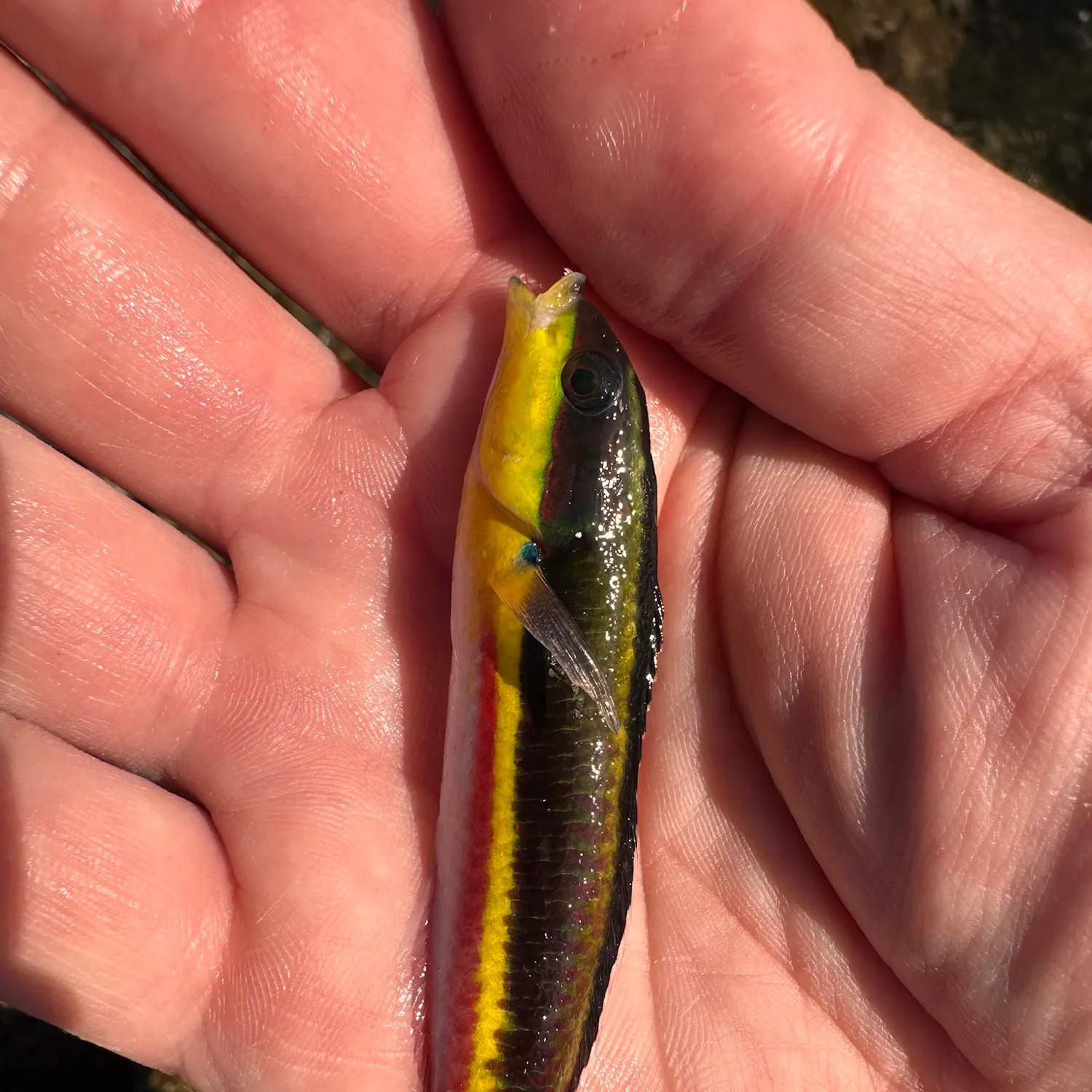The most recent Cortez rainbow wrasse catches on Fishbrain