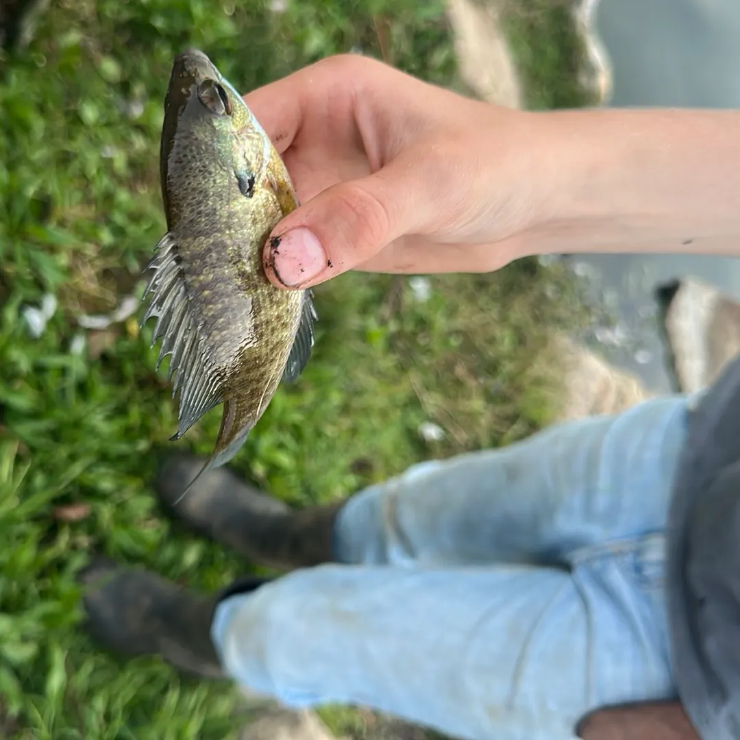 Bluegill caught on Fishbrain