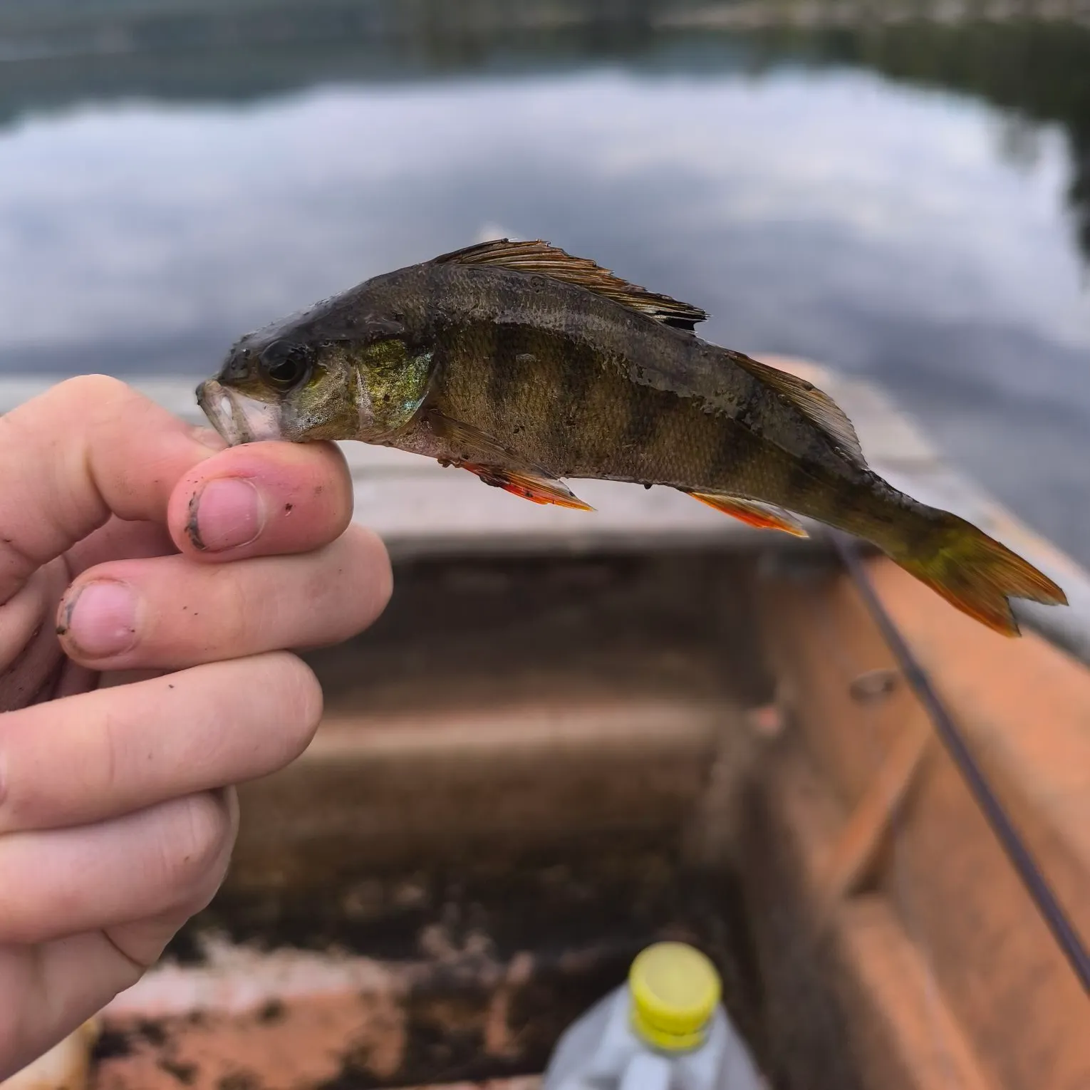 European perch caught on Fishbrain