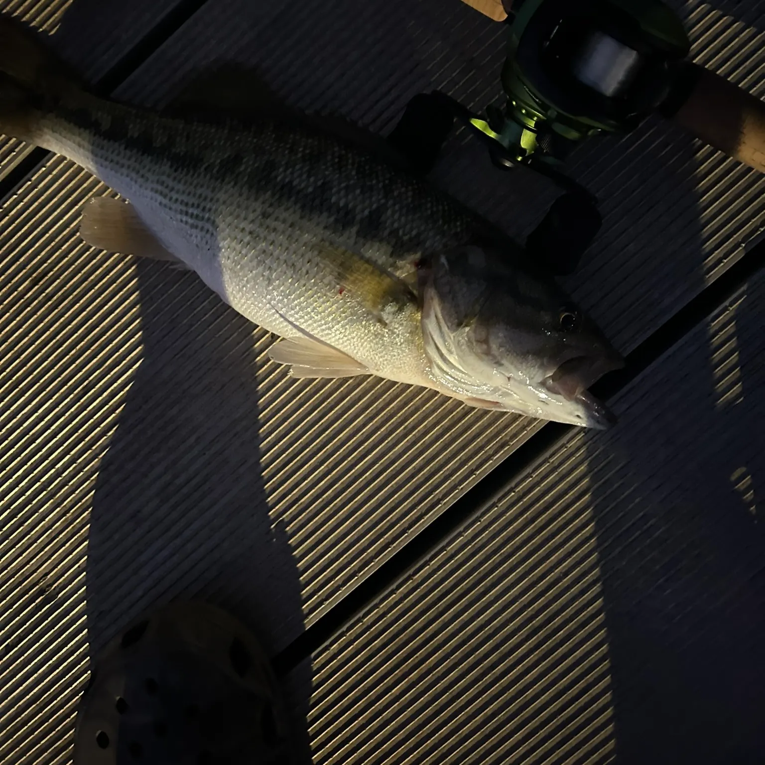 angler catch