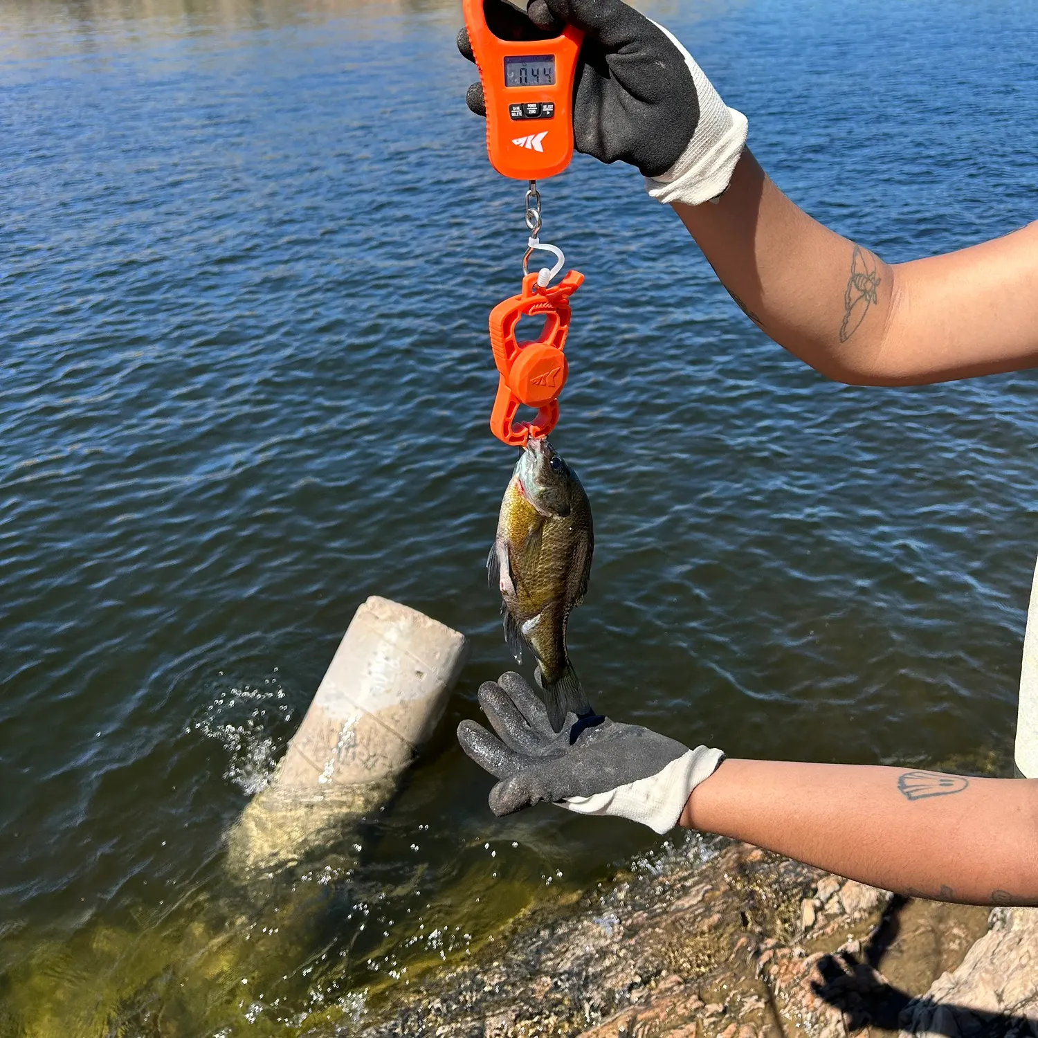 Bluegill caught on Fishbrain