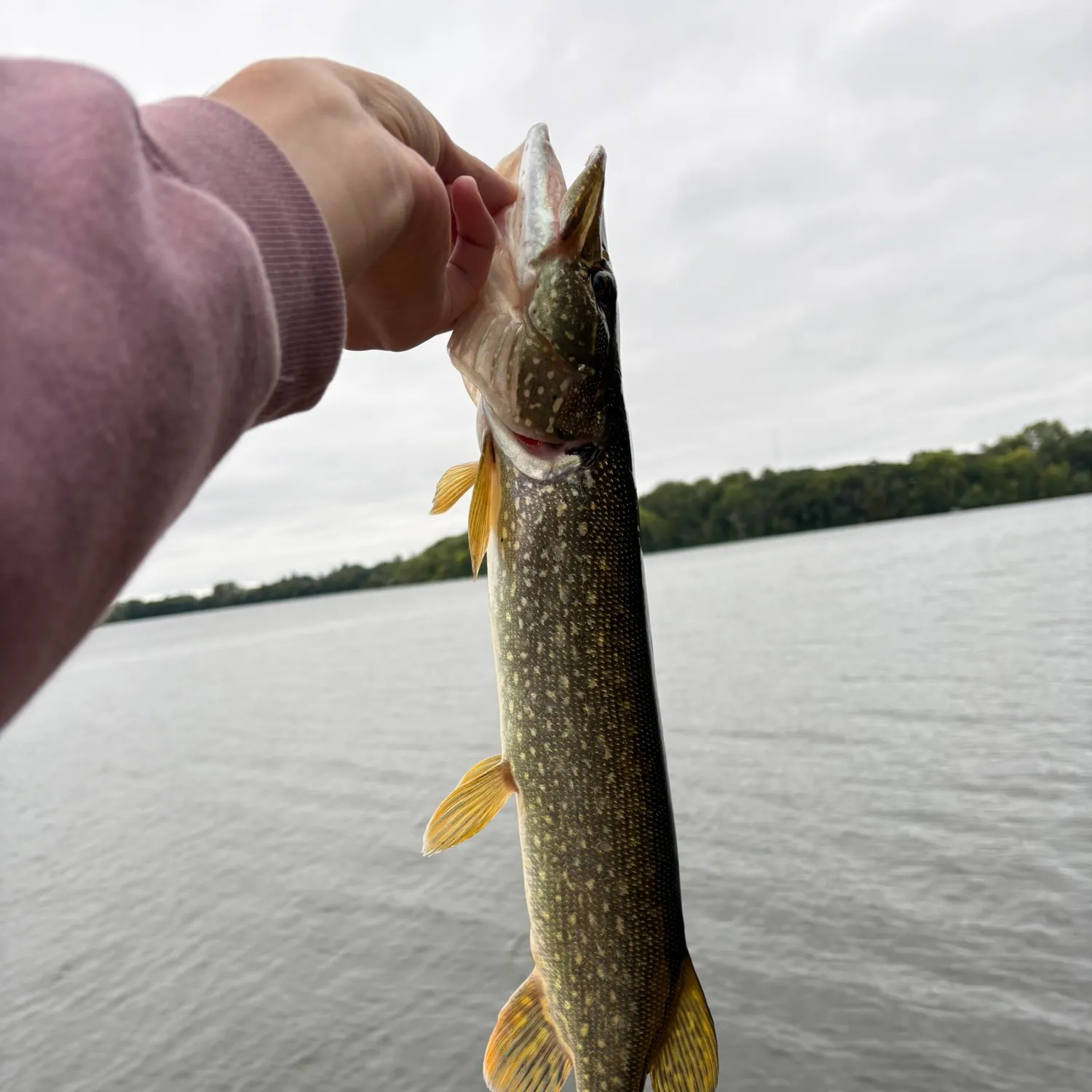 Northern pike caught on Fishbrain