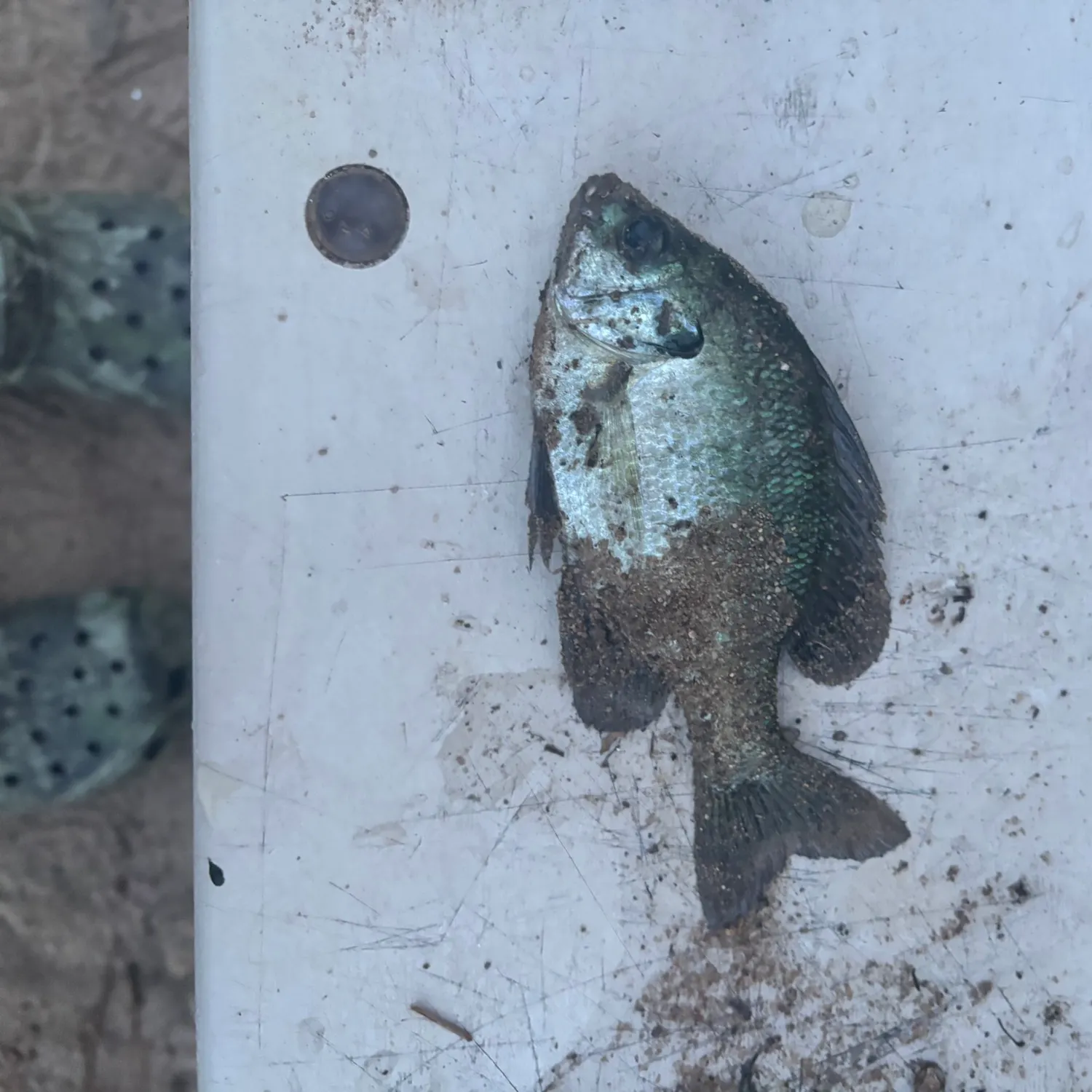 Bluegill caught on Fishbrain