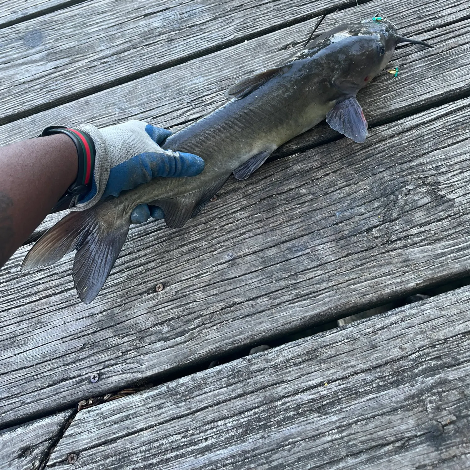 catch