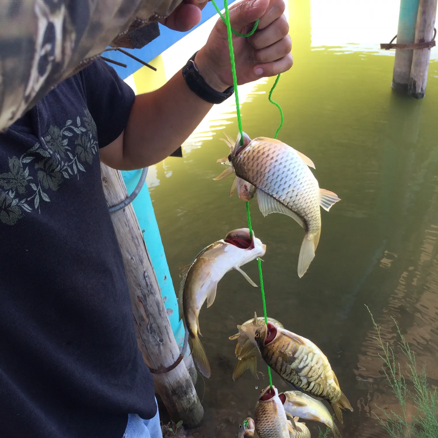 recently logged catches