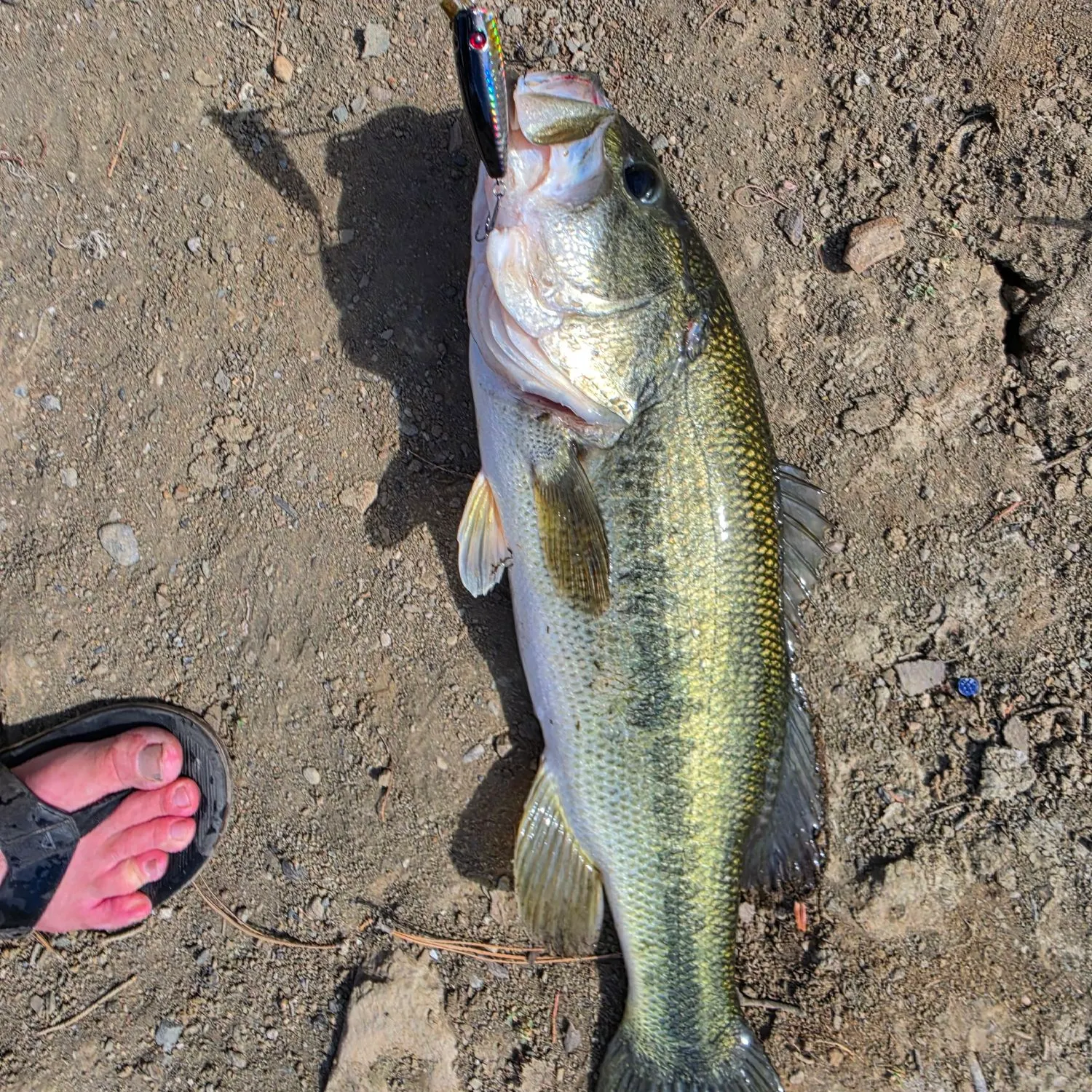 Largemouth bass caught on Fishbrain
