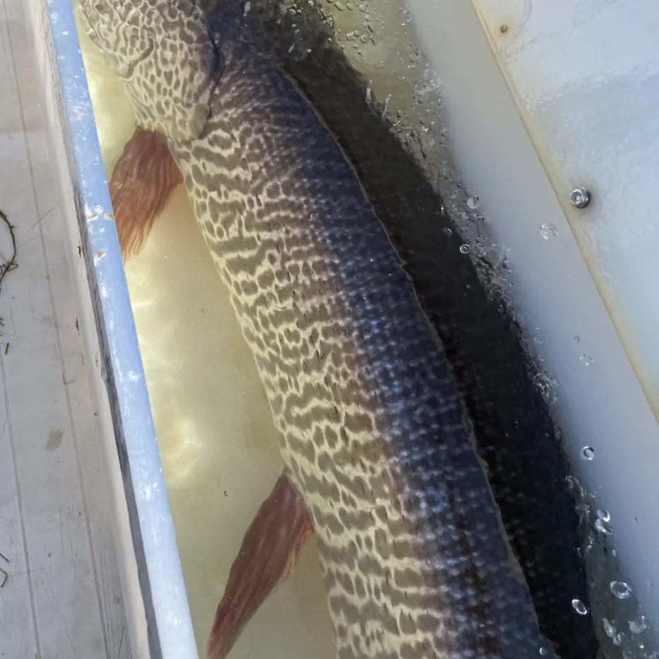 Muskie caught on Fishbrain