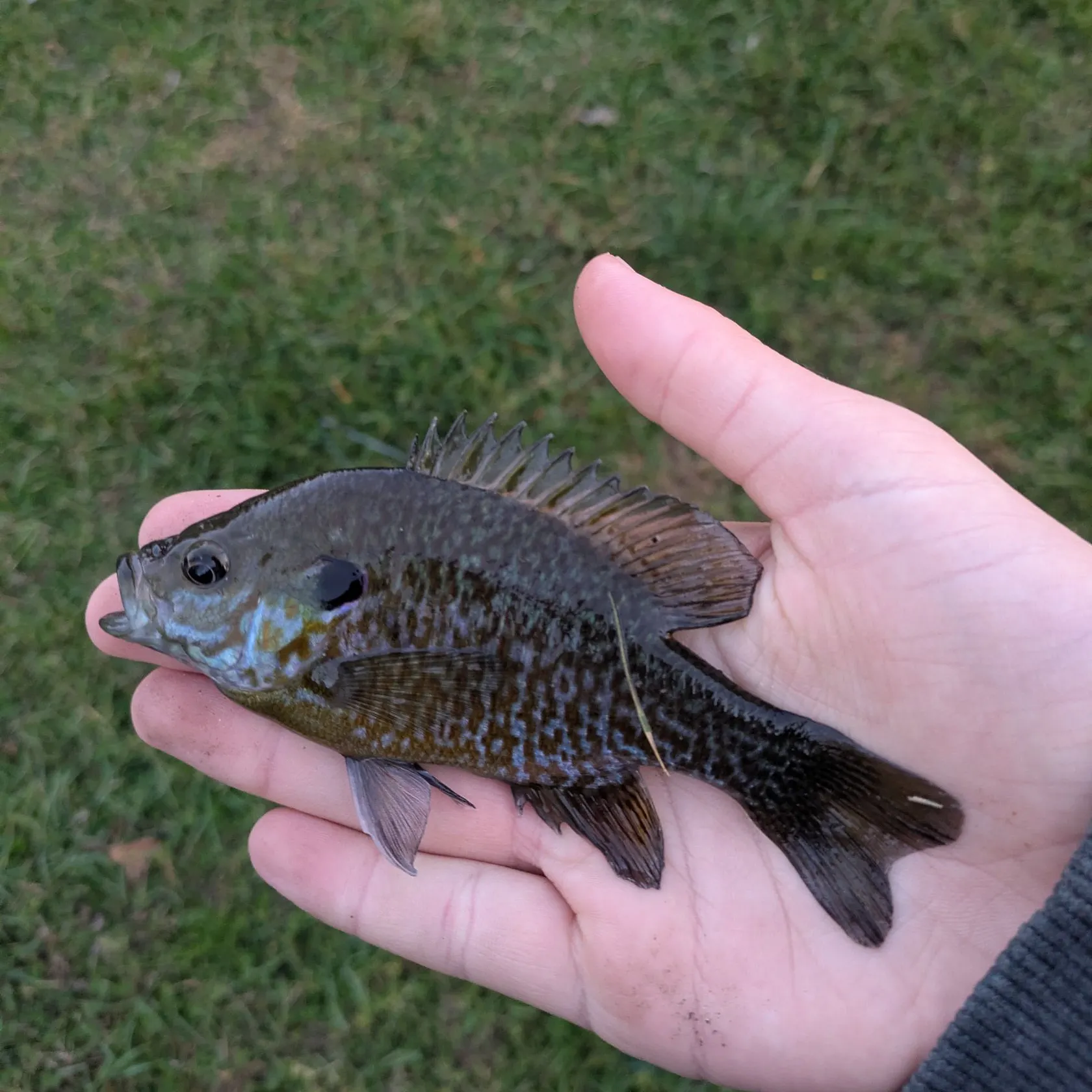 Pumpkinseed caught on Fishbrain
