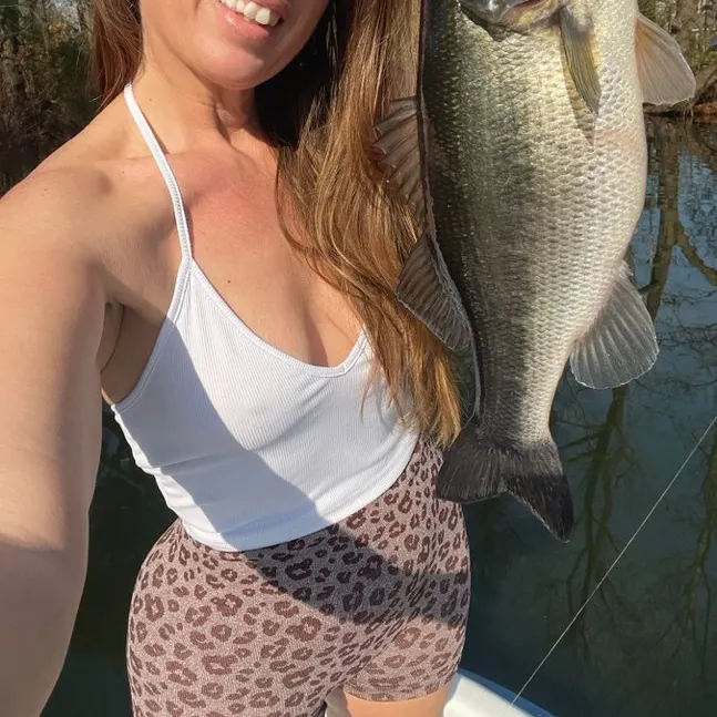 Largemouth bass caught on Fishbrain
