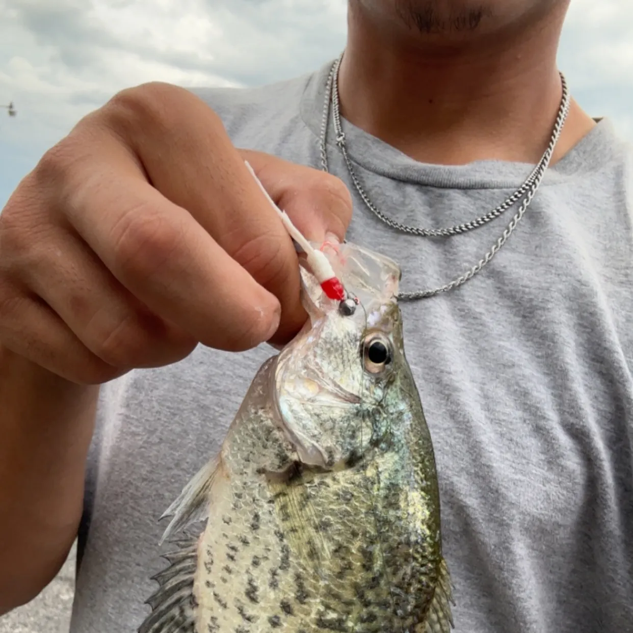 Black crappie caught on Fishbrain