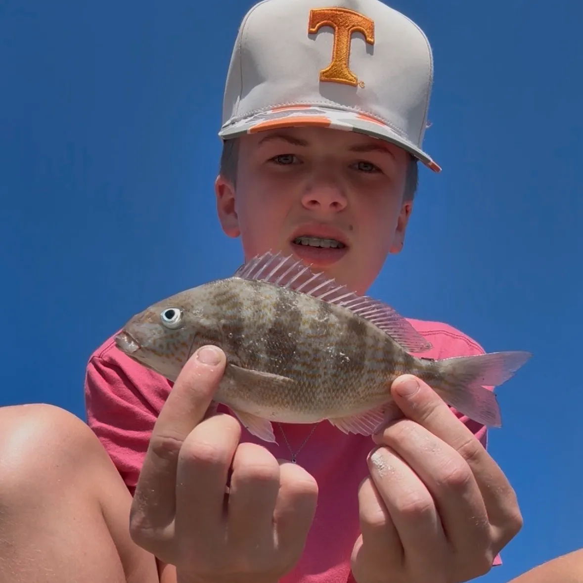 Pigfish caught on Fishbrain