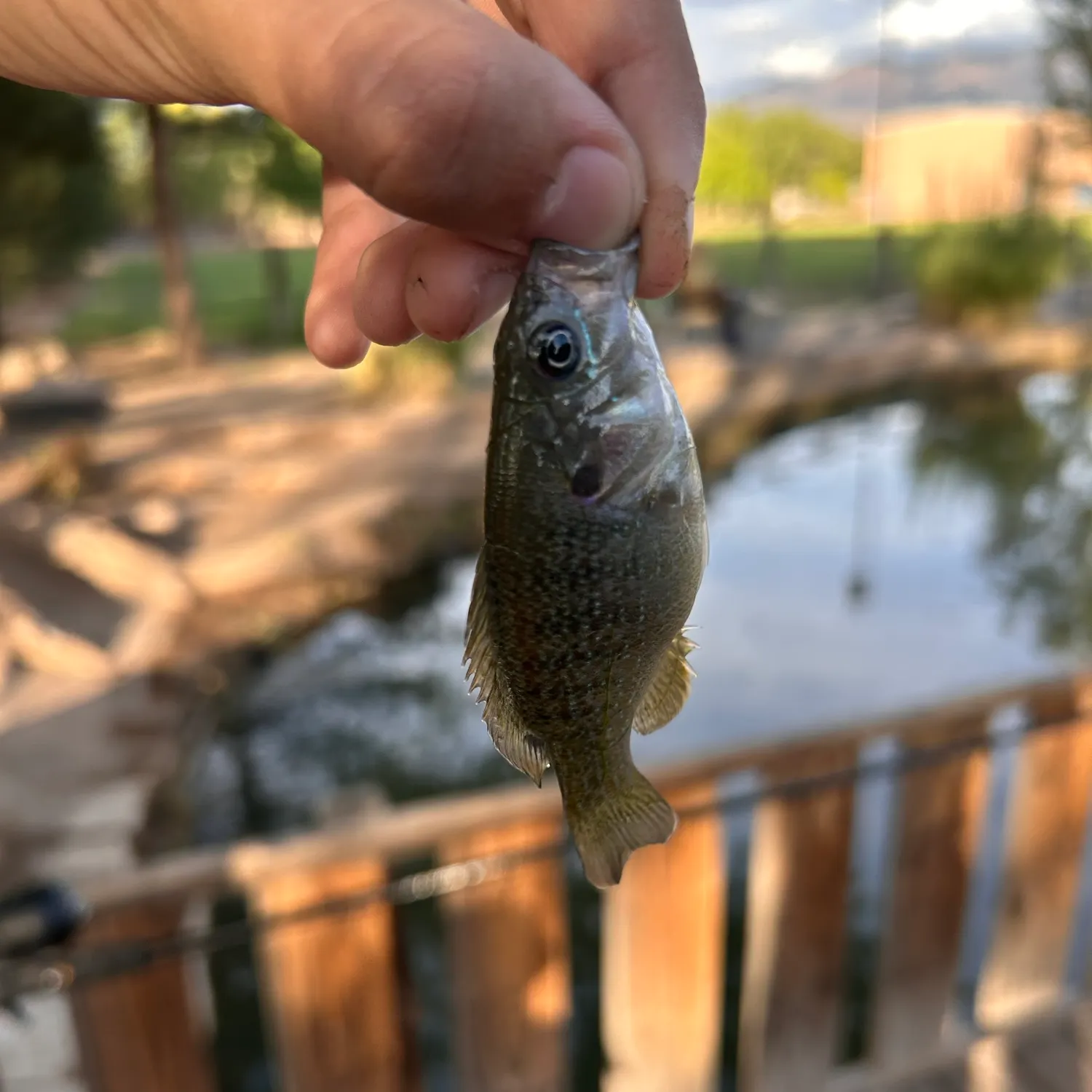 Green sunfish caught on Fishbrain