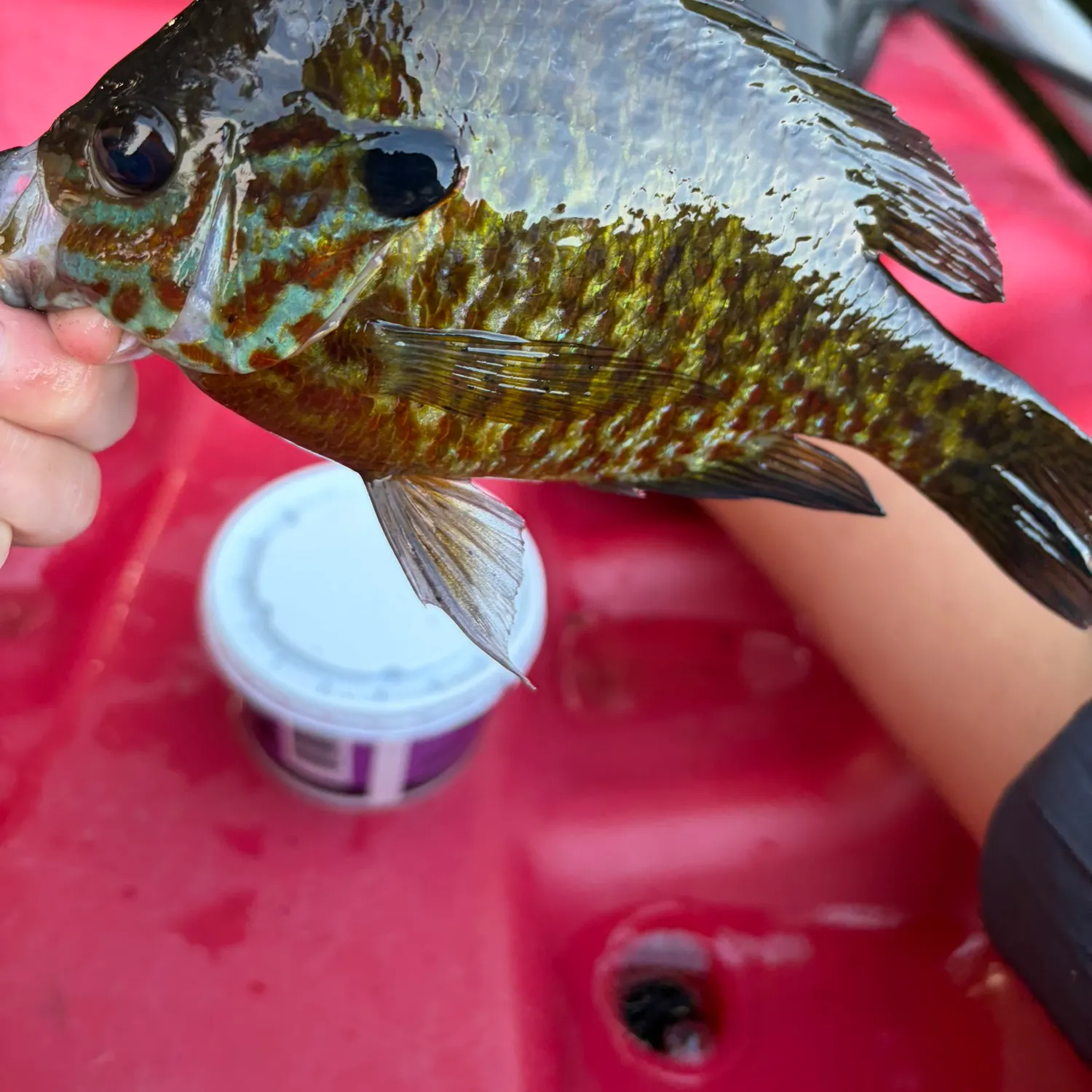 Greengill hybrid caught on Fishbrain