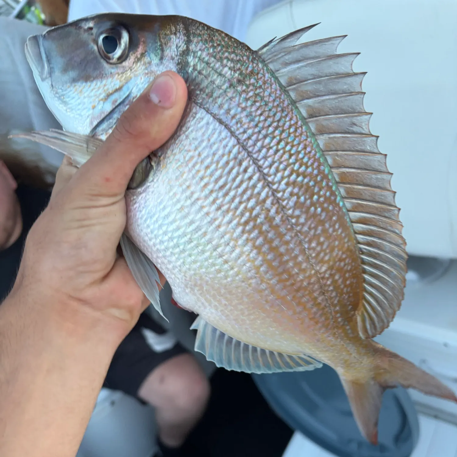 Scup caught on Fishbrain