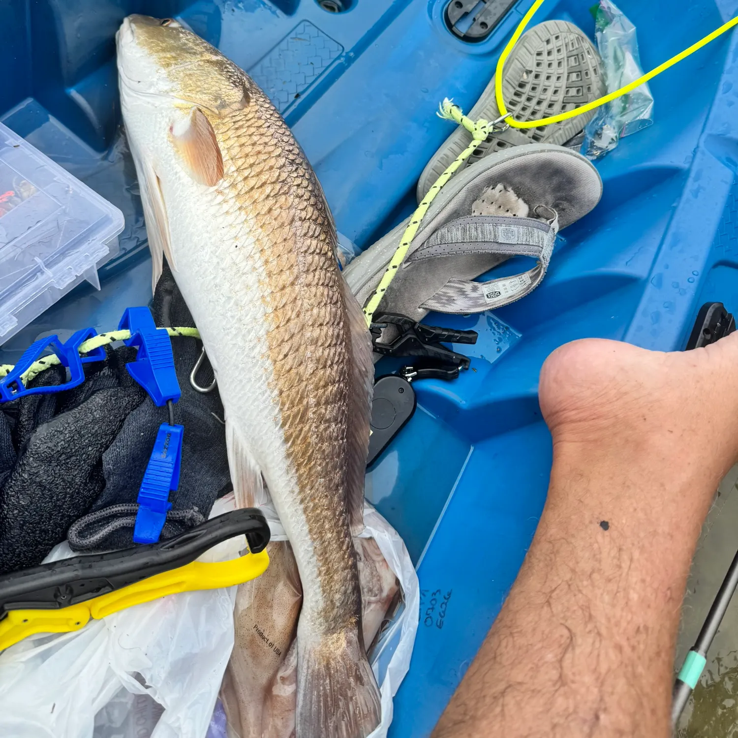 Red drum caught on Fishbrain