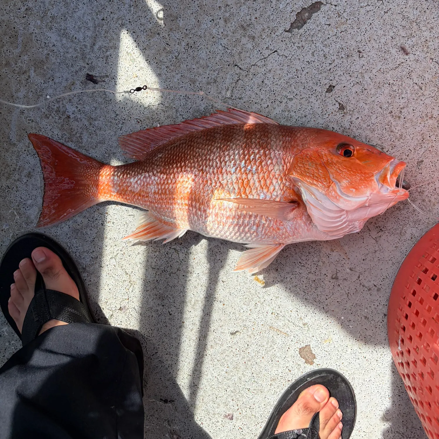 The most recent Northern red snapper catches on Fishbrain