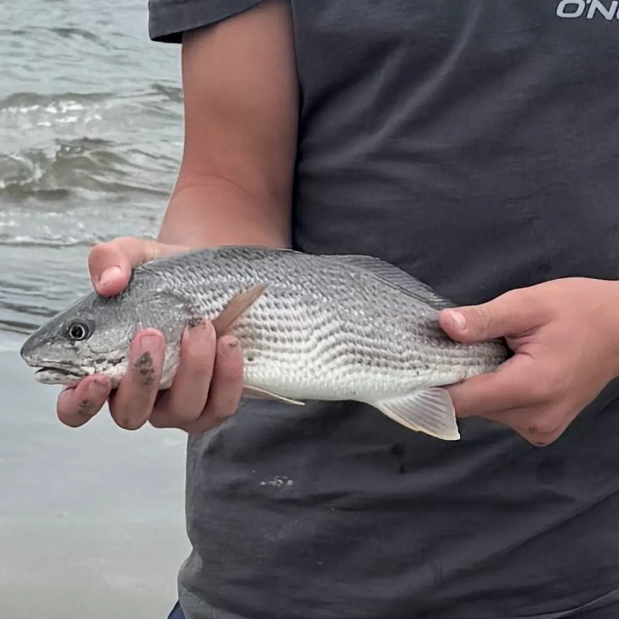 Red drum caught on Fishbrain
