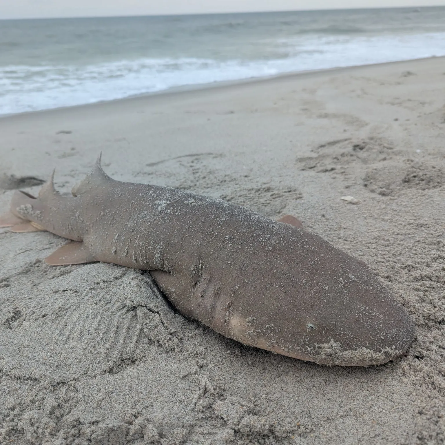 The most recent Nurse shark catches on Fishbrain