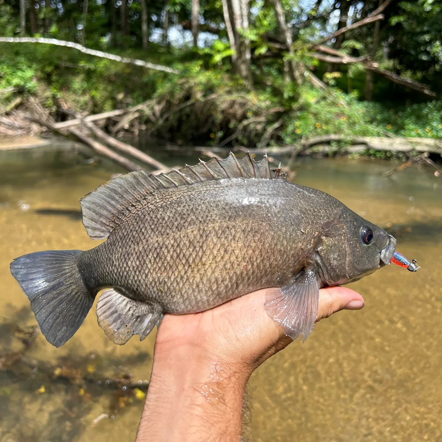 The most popular recent Sooty grunter catch on Fishbrain