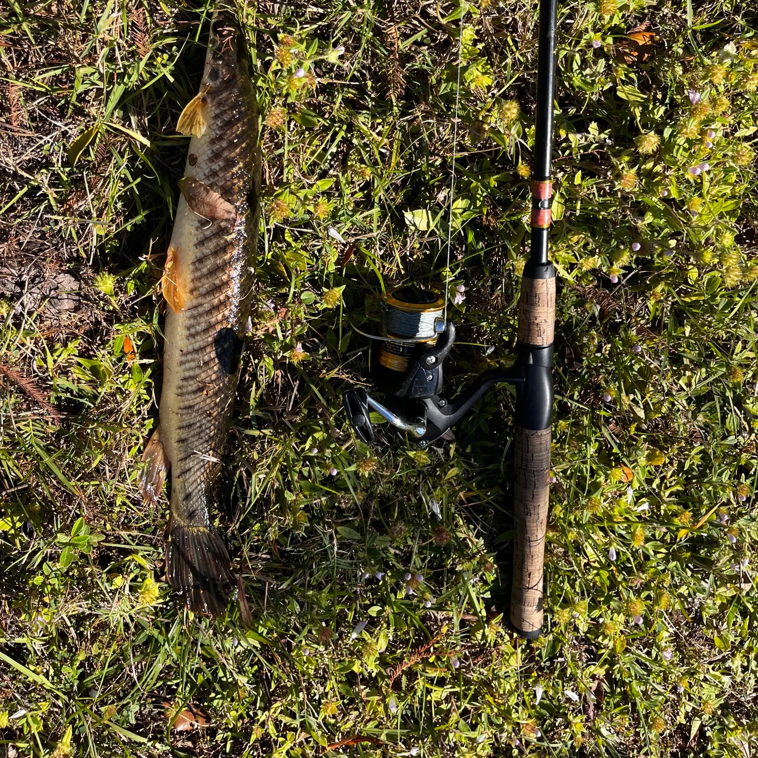 The most recent Spotted gar catches on Fishbrain