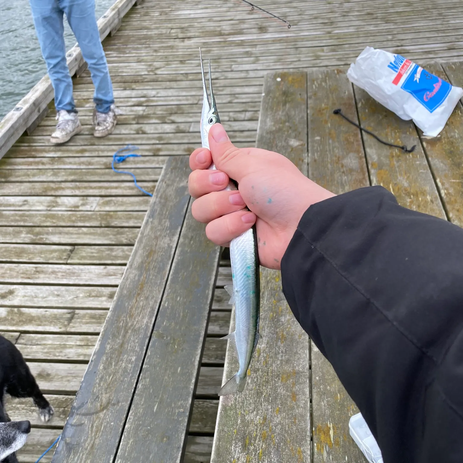 The most recent European garfish catches on Fishbrain