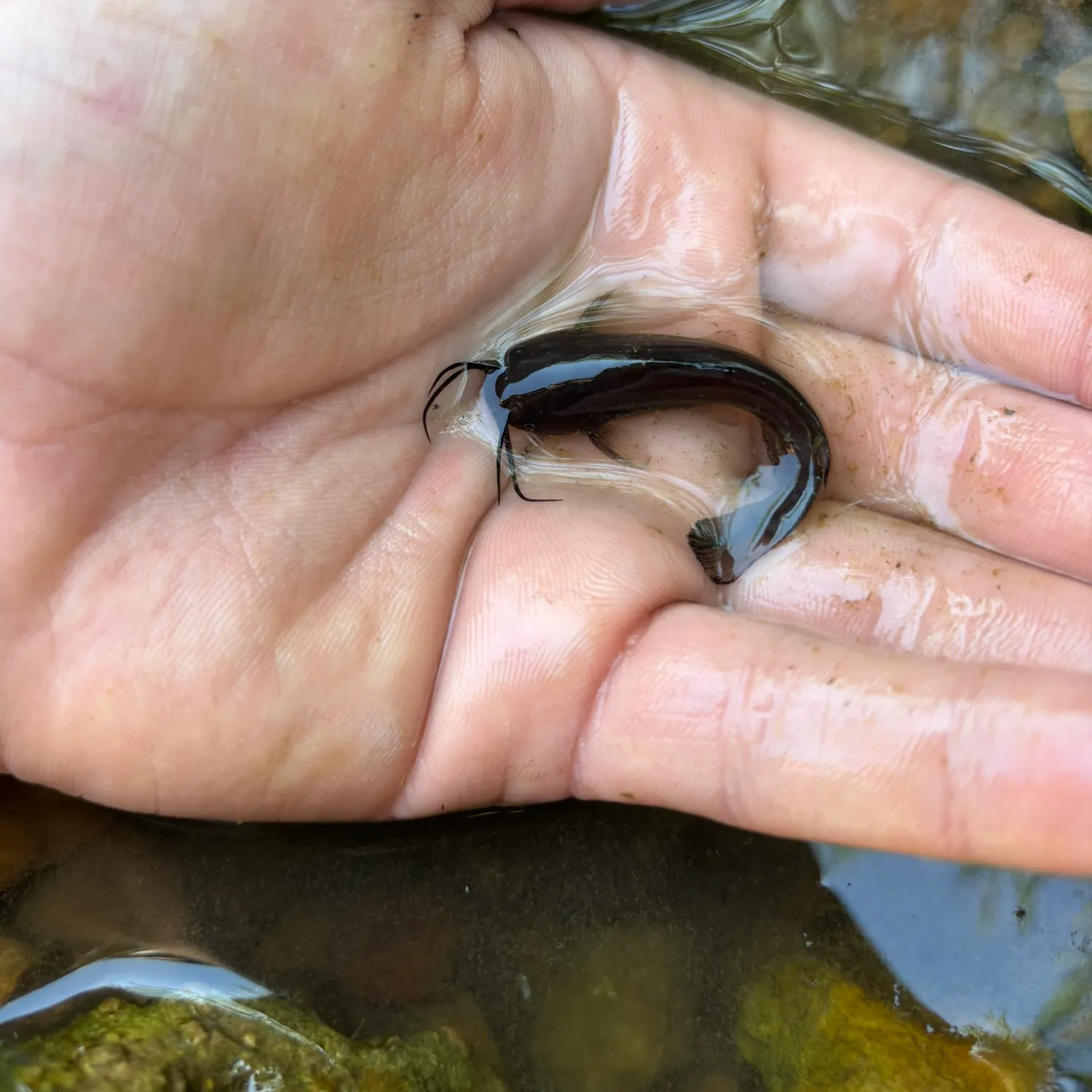 The most recent Slender madtom catches on Fishbrain