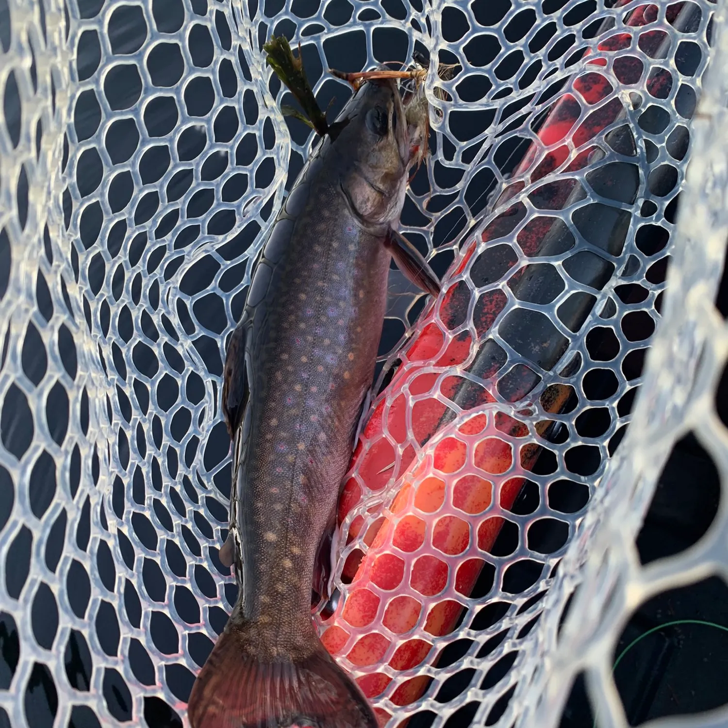 Brook trout caught on Fishbrain