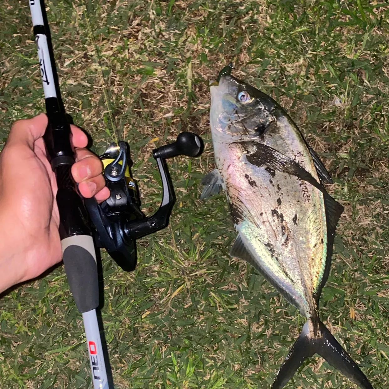 The most recent Silver trevally catches on Fishbrain
