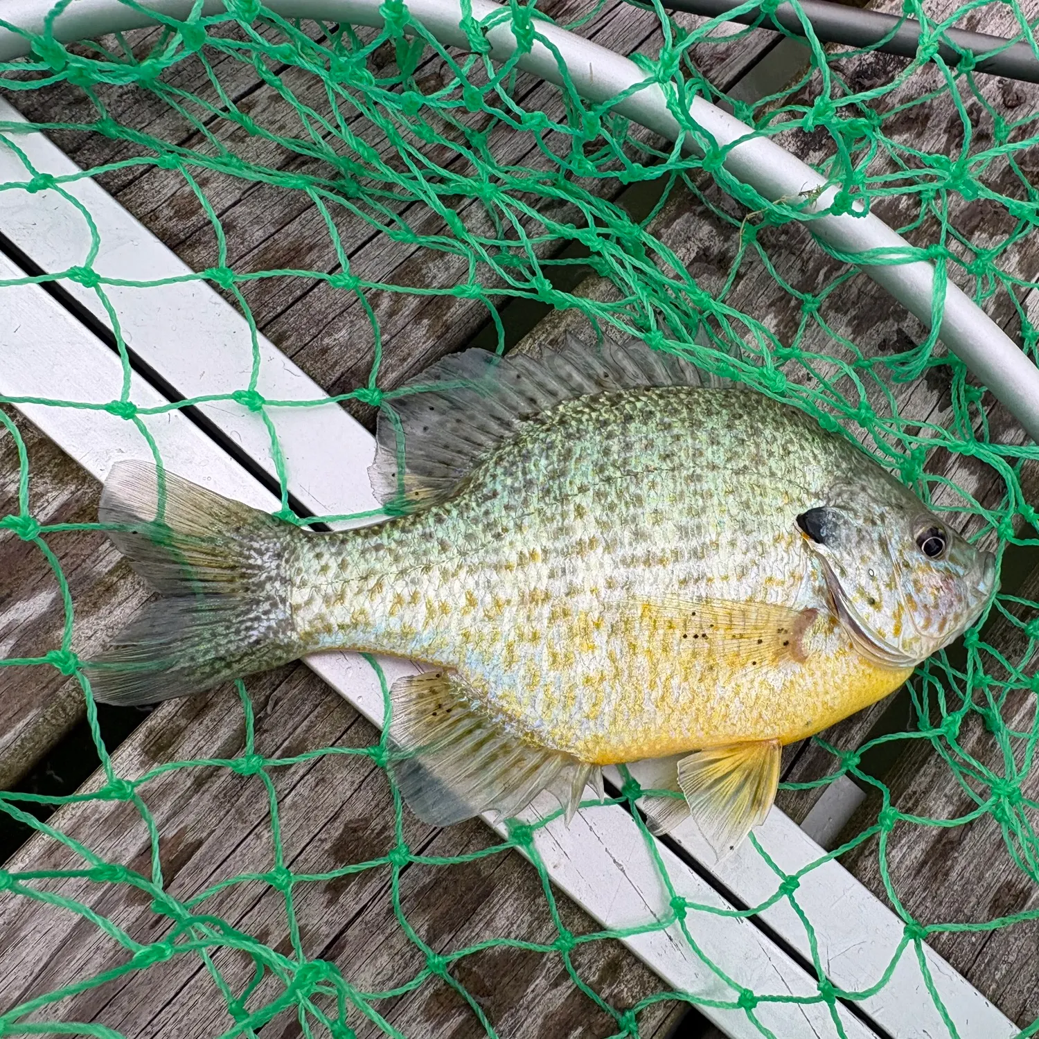 Pumpkinseed caught on Fishbrain