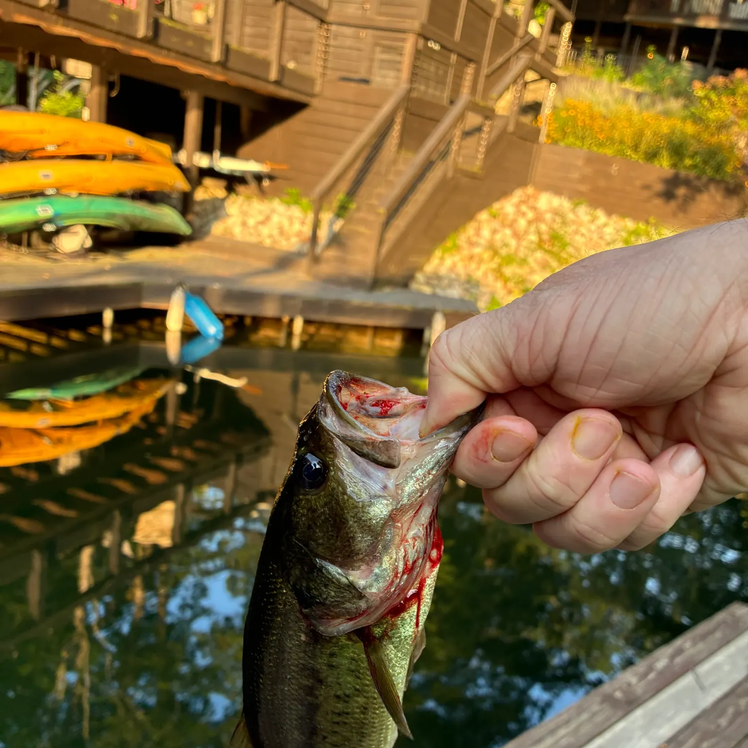 Largemouth bass caught on Fishbrain