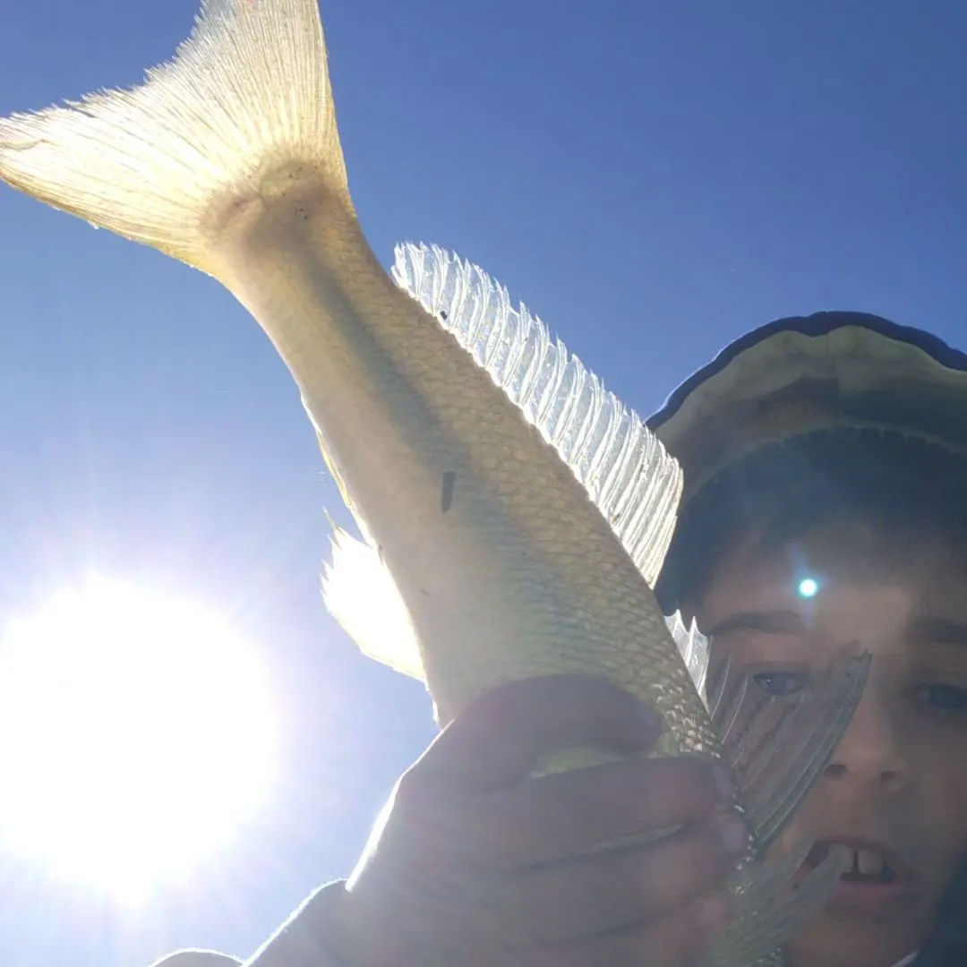 Sand sillago caught on Fishbrain