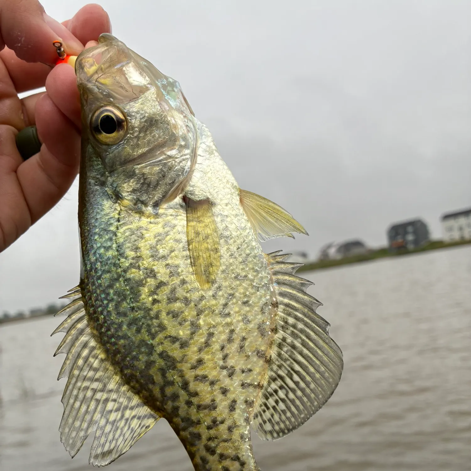 Black crappie caught on Fishbrain