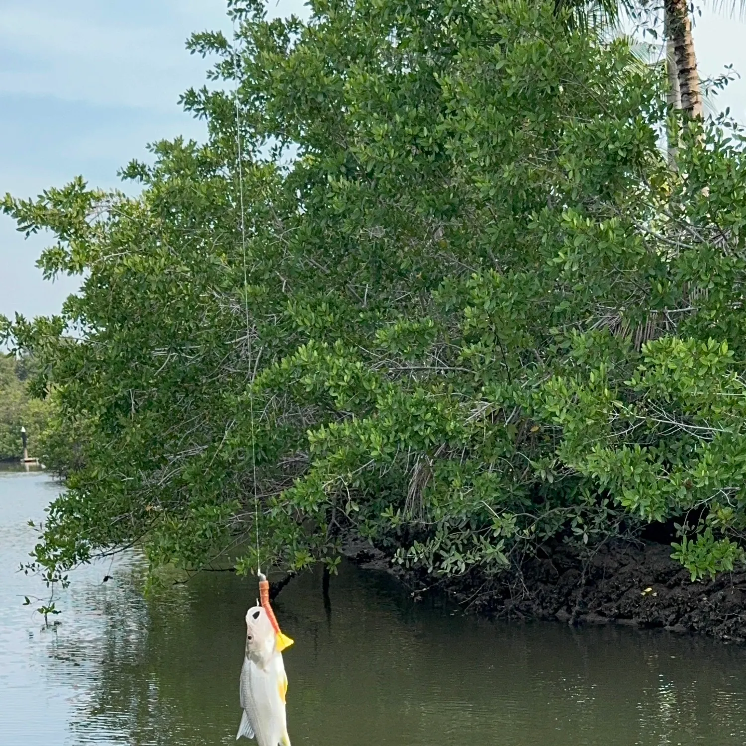 The most recent Pacific crevalle jack catches on Fishbrain
