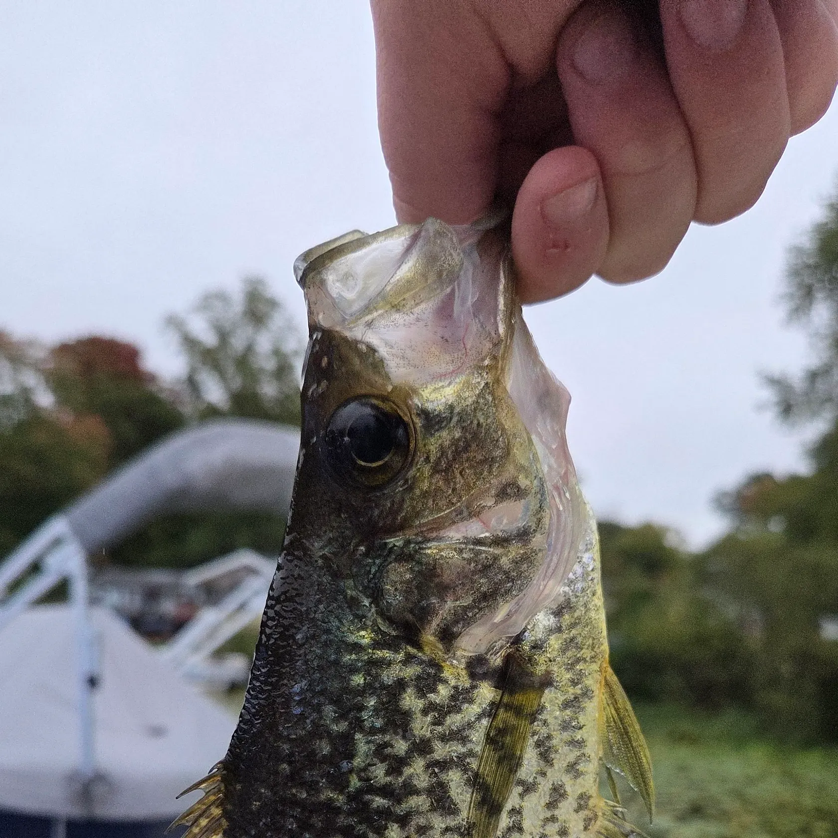 Black crappie caught on Fishbrain