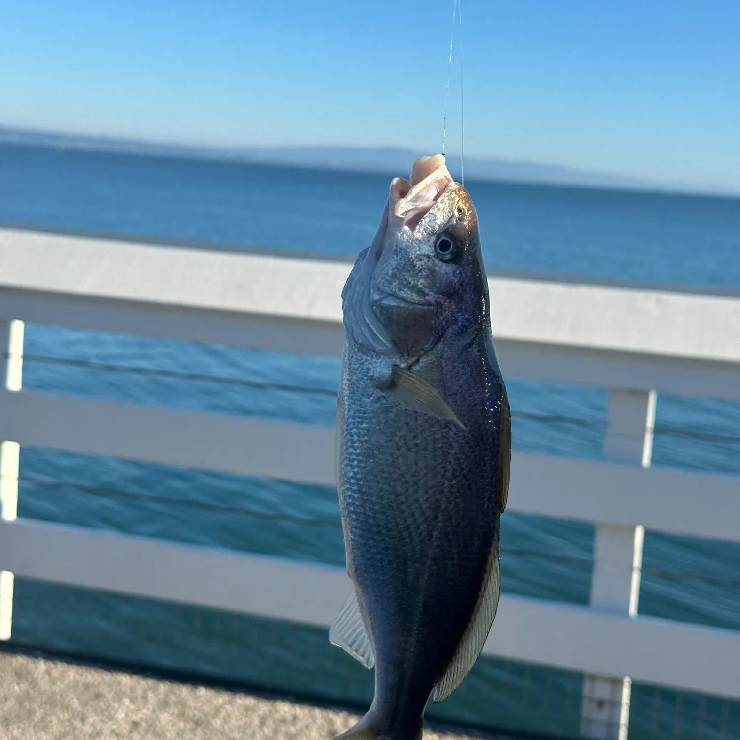 The most recent White croaker catches on Fishbrain